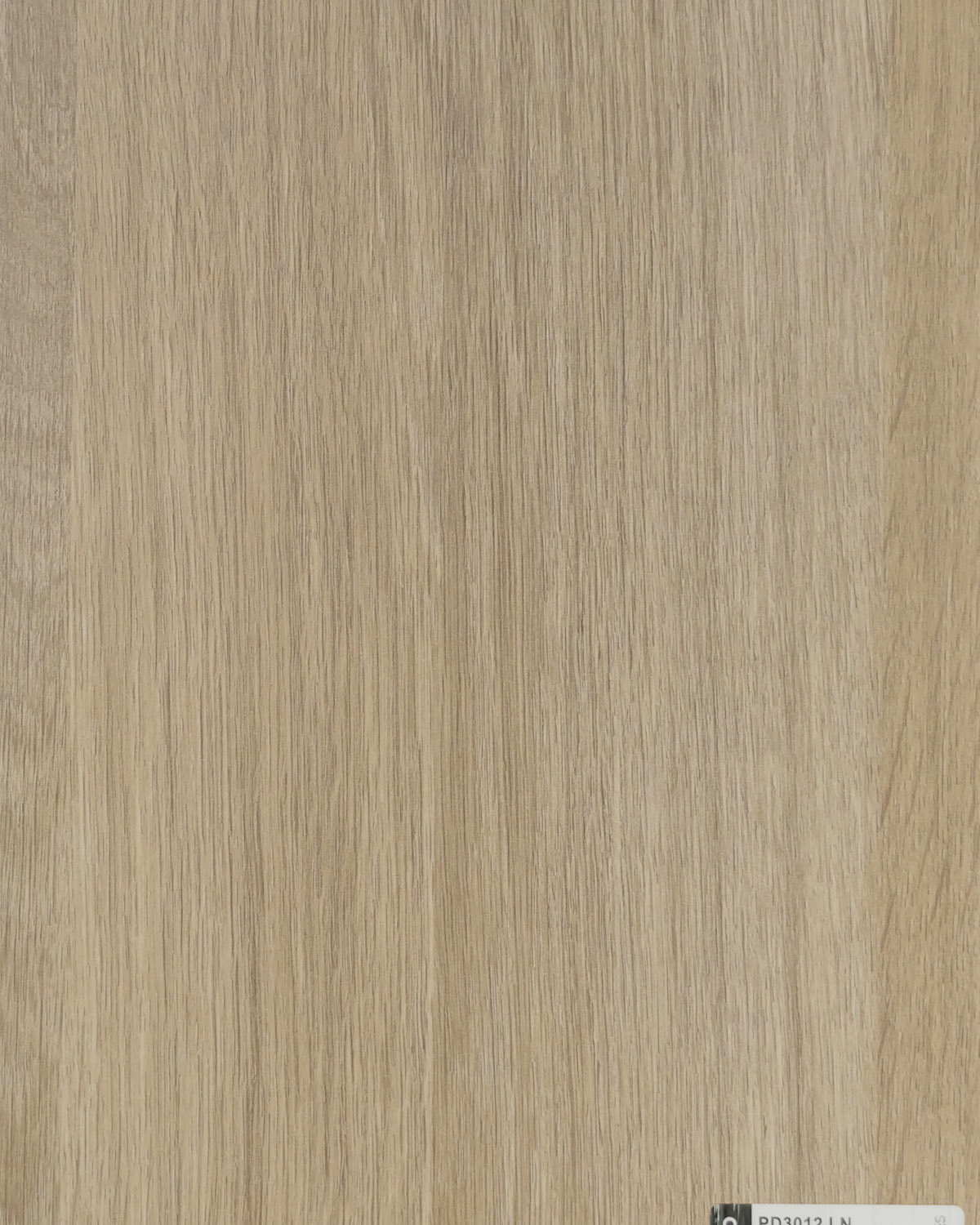 Dąb Amerykański.jpg