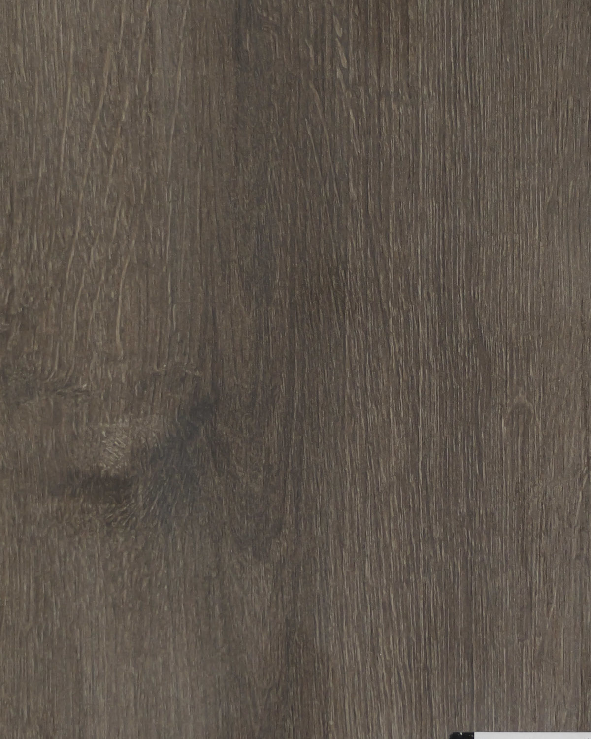 Dąb Carpenter Coffe.jpg