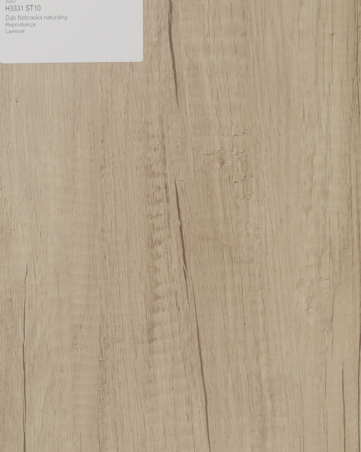 Dąb Nebraska Naturalny.jpg